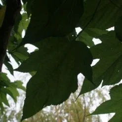 Dakmoerbei (Morus Alba 'Macrophylla') 18 Dakmoerbei (Morus Alba 'Macrophylla') -Groen Ziel Verkoop 20121009162148 9 1