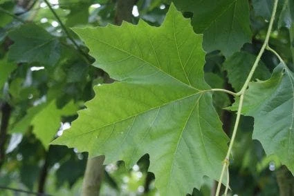 Plataan (Platanus Hispanica) 1 Plataan (Platanus Hispanica)