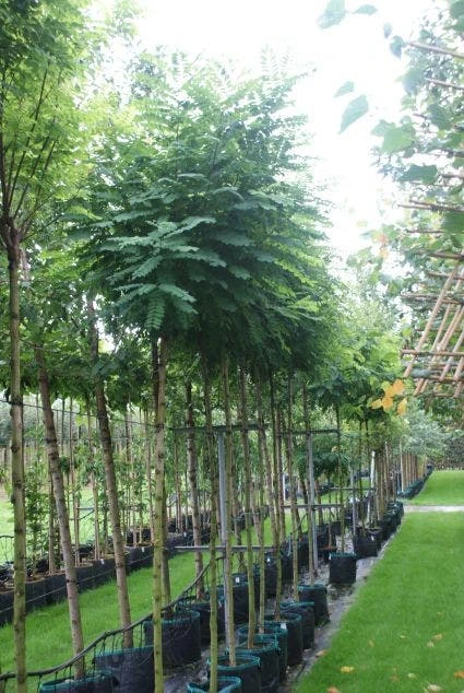 Bolacacia (Robinia Pseudoacacia 'Umbraculifera') 3 Bolacacia (Robinia Pseudoacacia 'Umbraculifera') - Afbeelding 3