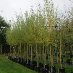 Knotwilg (Salix Alba) -Groen Ziel Verkoop 20121016132723 13 1