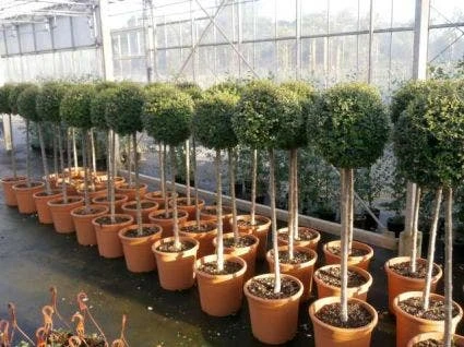 Liguster Op Stam (Ligustrum Delavayanum) 1 Liguster Op Stam (Ligustrum Delavayanum)