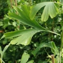 Japanse Notenboom (Ginkgo Biloba) -Groen Ziel Verkoop 20130121120900 10 1