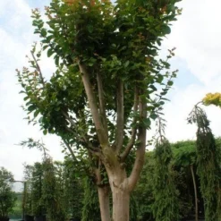 Roze Lagerstroemia Als Boom (Lagerstroemia Indica) -Groen Ziel Verkoop 20130121162344 9