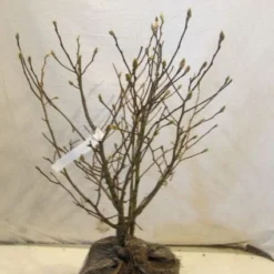 Stermagnolia (Magnolia Stellata) -Groen Ziel Verkoop 20130125153753 13 1