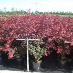 Japanse Esdoorn (Acer Palmatum 'Atropurpureum') 23 Japanse Esdoorn (Acer Palmatum 'Atropurpureum') -Groen Ziel Verkoop 20130214095932 9