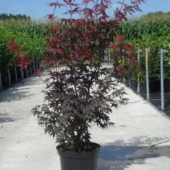 Japanse Esdoorn (Acer Palmatum 'Atropurpureum') 22 Japanse Esdoorn (Acer Palmatum 'Atropurpureum') -Groen Ziel Verkoop 20130214095947 9