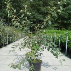 Krentenboom Als Struik (Amelanchier Lamarckii) 12 Krentenboom Als Struik (Amelanchier Lamarckii) -Groen Ziel Verkoop 20130214100736 13