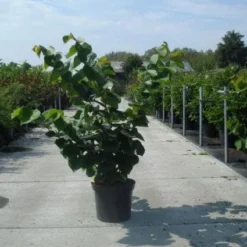 Chinese Judasboom (Cercis Chinensis 'Avondale') 12 Chinese Judasboom (Cercis Chinensis 'Avondale') -Groen Ziel Verkoop 20130214102822 5