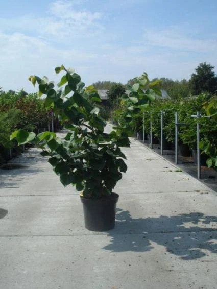 Chinese Judasboom (Cercis Chinensis 'Avondale') 3 Chinese Judasboom (Cercis Chinensis 'Avondale') - Afbeelding 3