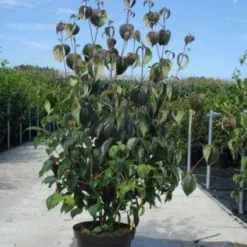 Kornoelje (Cornus Kousa 'China Girl') 25 Kornoelje (Cornus Kousa 'China Girl') -Groen Ziel Verkoop 20130214104328 8