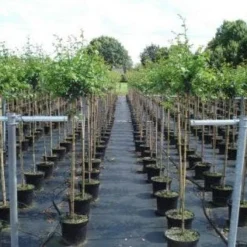 Rode Meidoorn (Crataegus Laevigata 'Paul's Scarlet') -Groen Ziel Verkoop 20130214111754 14 3