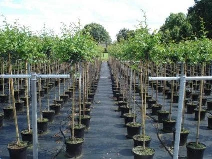 Rode Meidoorn (Crataegus Laevigata 'Paul's Scarlet') 5 Rode Meidoorn (Crataegus Laevigata 'Paul's Scarlet') - Afbeelding 5