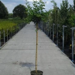 Rode Meidoorn (Crataegus Laevigata 'Paul's Scarlet') -Groen Ziel Verkoop 20130214111804 14 2