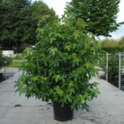 Amberboom Als Struik (Liquidambar Styraciflua)