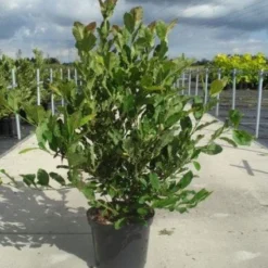 Stermagnolia (Magnolia Stellata) 26 Stermagnolia (Magnolia Stellata) -Groen Ziel Verkoop 20130214142333 13