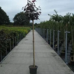 Noorse Esdoorn (Acer Platanoides 'Crimson Sentry') -Groen Ziel Verkoop 20130215113157 12