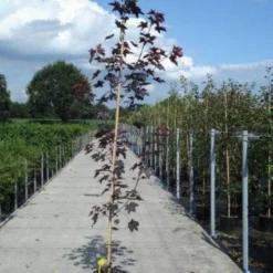 Noorse Esdoorn (Acer Platanoides 'Royal Red')