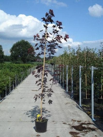 Noorse Esdoorn (Acer Platanoides 'Royal Red') 1 Noorse Esdoorn (Acer Platanoides 'Royal Red')