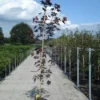 Noorse Esdoorn (Acer Platanoides 'Royal Red')