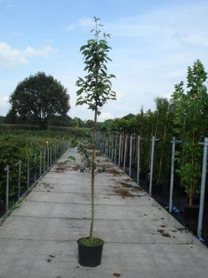 Krentenboom (Amelanchier Arborea 'Robin Hill') 3 Krentenboom (Amelanchier Arborea 'Robin Hill') - Afbeelding 3