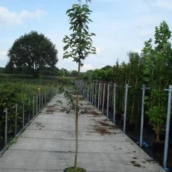 Krentenboom (Amelanchier Arborea 'Robin Hill') -Groen Ziel Verkoop 20130215113904 10 2