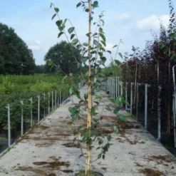 Witte Berk (Betula Utilis 'Doorenbos') 8 Witte Berk (Betula Utilis 'Doorenbos') -Groen Ziel Verkoop 20130215114133 14 1