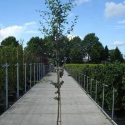 Rode Meidoorn (Crataegus Laevigata 'Paul's Scarlet') -Groen Ziel Verkoop 20130215114625 14 1