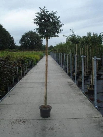 Pluim Es (Fraxinus Ornus 'Meczek') 3 Pluim Es (Fraxinus Ornus 'Meczek') - Afbeelding 3