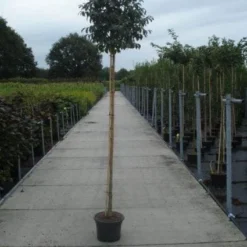 Pluim Es (Fraxinus Ornus 'Meczek') 7 Pluim Es (Fraxinus Ornus 'Meczek') -Groen Ziel Verkoop 20130215114801 10