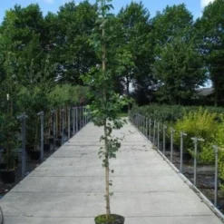 Japanse Notenboom (Ginkgo Biloba) -Groen Ziel Verkoop 20130215114856 10 1