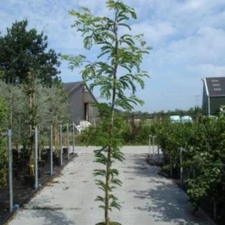 Geelbladige Christusdoorn (Gleditsia Triacanthos 'Sunburst') 22 Geelbladige Christusdoorn (Gleditsia Triacanthos 'Sunburst') -Groen Ziel Verkoop 20130215114936 13