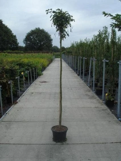 Gouden Regen Als Boom (Laburnum Watereri 'Vossii') 2 Gouden Regen Als Boom (Laburnum Watereri 'Vossii') - Afbeelding 2