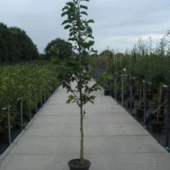 Beverboom (Magnolia Kobus) -Groen Ziel Verkoop 20130215115339 7