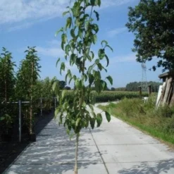 Beverboom (Magnolia Kobus) -Groen Ziel Verkoop 20130215115408 19