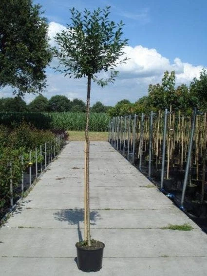 Bolprunus (Prunus Eminens 'Umbraculifera') 2 Bolprunus (Prunus Eminens 'Umbraculifera') - Afbeelding 2