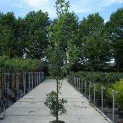 Zomereik Als Zuilboom (Quercus Robur 'Fastigiata')