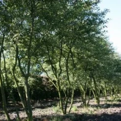 Krentenboom Als Struik (Amelanchier Lamarckii) 17 Krentenboom Als Struik (Amelanchier Lamarckii) -Groen Ziel Verkoop 20130315104532 13