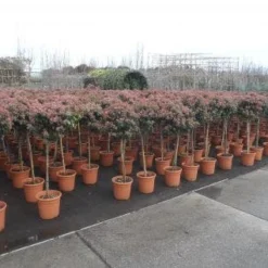 Sneeuwbal Op Stam (Viburnum Tinus 'Eve Price') -Groen Ziel Verkoop 20130316135155 4