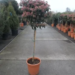 Sneeuwbal Op Stam (Viburnum Tinus 'Eve Price') -Groen Ziel Verkoop 20130316135206 4