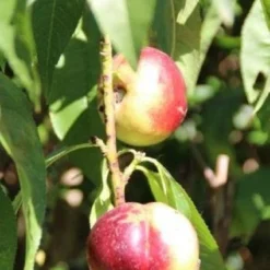 Nectarine (Prunus Persica Nucipersica) 7 Nectarine (Prunus Persica Nucipersica) -Groen Ziel Verkoop 20130906151641 2 1