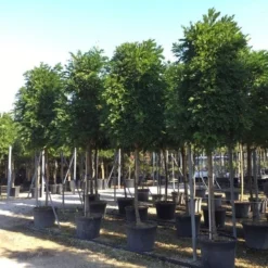 Blauwe Regen Als Boom (Wisteria Formosa 'Issai')