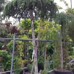 Ceder Als Dakboom (Cedrus Deodara 'Pendula') -Groen Ziel Verkoop 20190712 120943 1