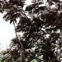 Perzische Slaapboom Als Boom (Albizia Julibrissin 'Summer Chocolate') 25 Perzische Slaapboom Als Boom (Albizia Julibrissin 'Summer Chocolate') -Groen Ziel Verkoop 20190712 123113 1