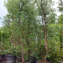 Kurkeik Meerstammig (Quercus Suber) 31 Kurkeik Meerstammig (Quercus Suber) -Groen Ziel Verkoop 20190712 151928