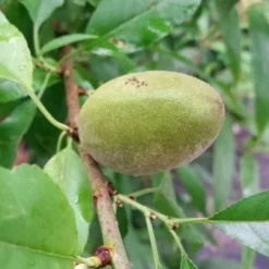 Amandelboom (Prunus Dulcis) 14 Amandelboom (Prunus Dulcis) -Groen Ziel Verkoop 20190712 153121 1