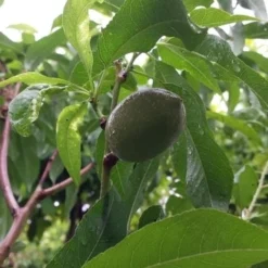 Amandelboom (Prunus Dulcis) 15 Amandelboom (Prunus Dulcis) -Groen Ziel Verkoop 20190712 153156 1