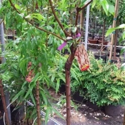 Amandelboom (Prunus Dulcis) 16 Amandelboom (Prunus Dulcis) -Groen Ziel Verkoop 20190712 153317 1 1