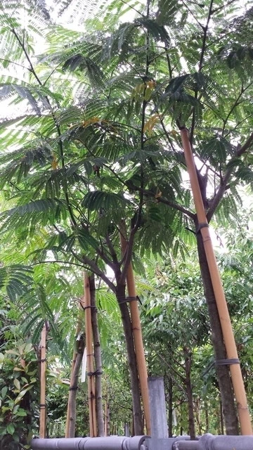 Perzische Slaapboom (Albizia Julibrissin 'Ombrella') 10 Perzische Slaapboom (Albizia Julibrissin 'Ombrella') - Afbeelding 10