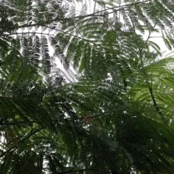 Perzische Slaapboom (Albizia Julibrissin 'Ombrella') 22 Perzische Slaapboom (Albizia Julibrissin 'Ombrella') -Groen Ziel Verkoop 20190712 160804 1