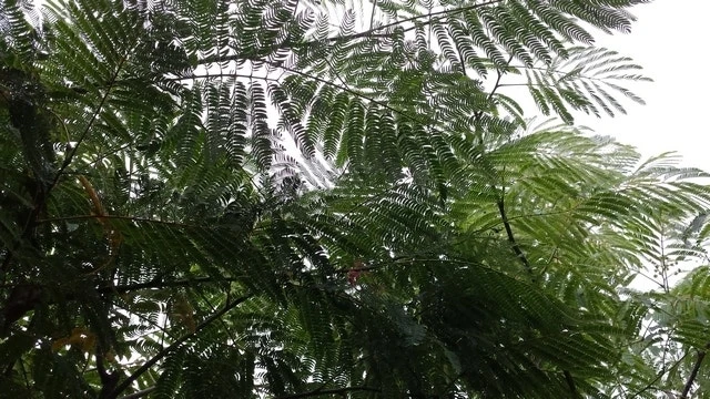 Perzische Slaapboom (Albizia Julibrissin 'Ombrella') 11 Perzische Slaapboom (Albizia Julibrissin 'Ombrella') - Afbeelding 11